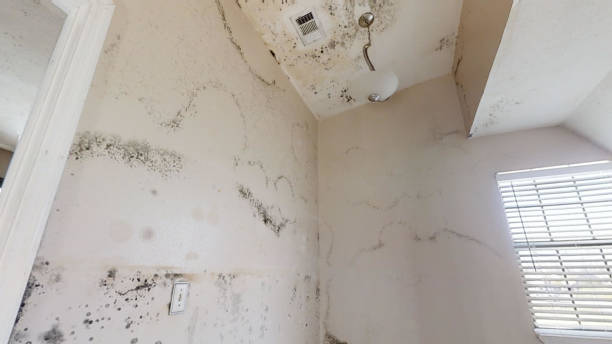 Best Basement Mold Removal  in Colstrip, MT