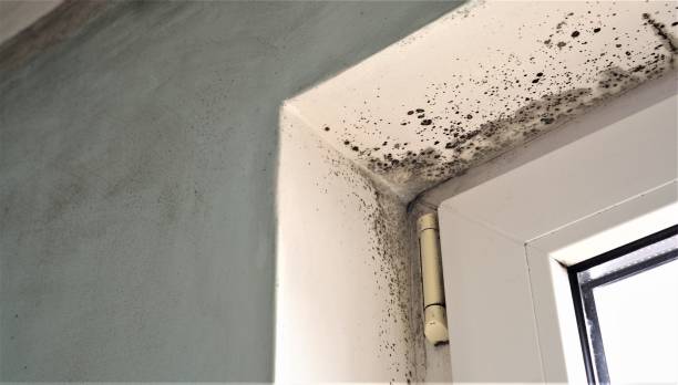 Best Environmental Consulting for Mold Prevention  in Colstrip, MT