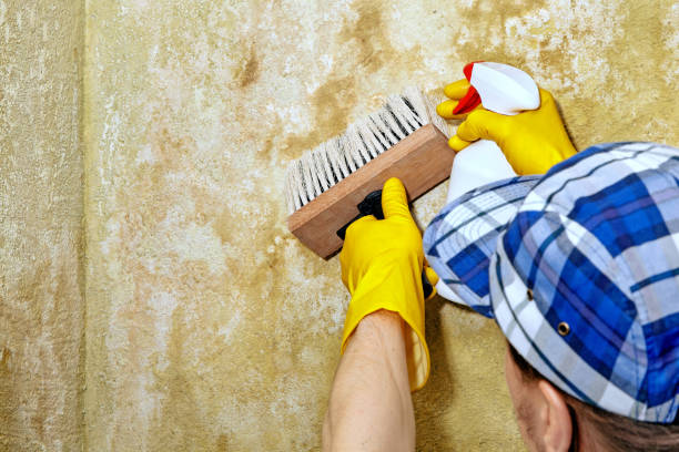 Best Crawl Space Mold Remediation  in Colstrip, MT