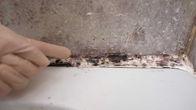 Best Asbestos and Lead Testing During Mold Inspection  in Colstrip, MT