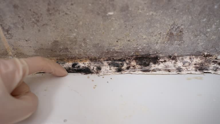 Forensic Mold Investigation in Colstrip, MT