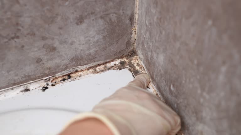 Best Mold-Related Health Consultation  in Colstrip, MT