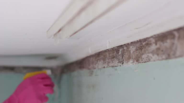 Professional Mold Removal in Colstrip, MT